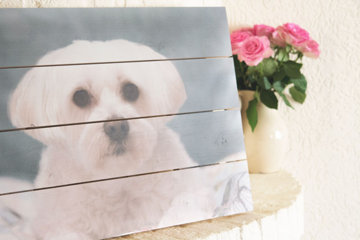 My Dog Nikkie's Picture on Wood